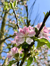 Load image into Gallery viewer, Fruit Cider Gift Pack