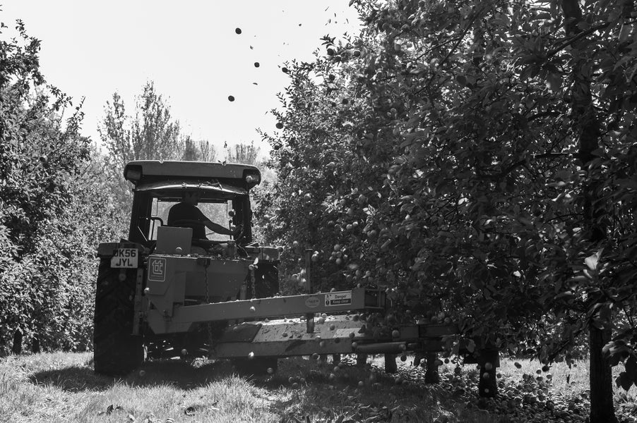 The First Six Months in The Cider Apple Orchards