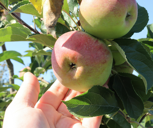 15% OFF Craft Cider Week - 12 x 500ml Bottles **FREE DELIVERY**