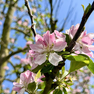 15% OFF Craft Cider Week - 12 x 500ml Bottles **FREE DELIVERY**